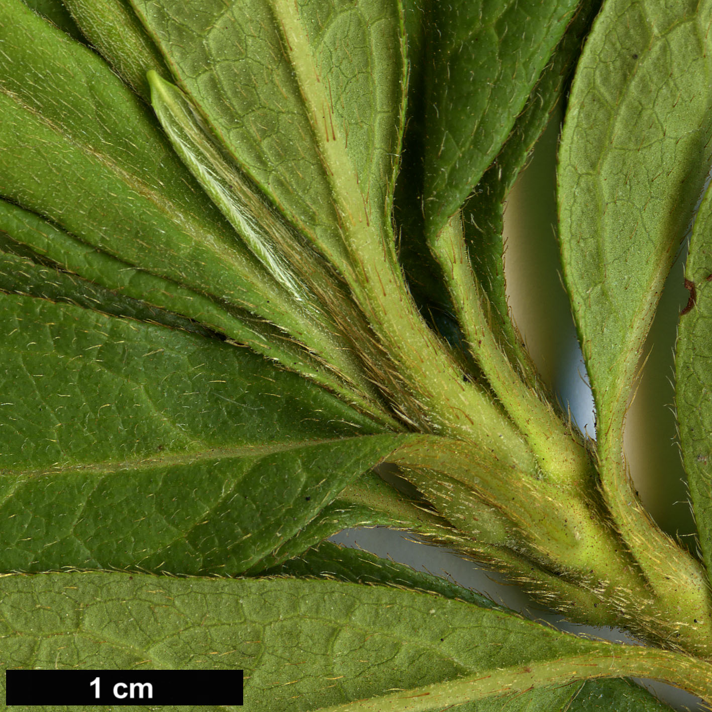 High resolution image: Family: Ericaceae - Genus: Rhododendron - Taxon: ×pulchrum (R.mucronatum × R.scabrum)